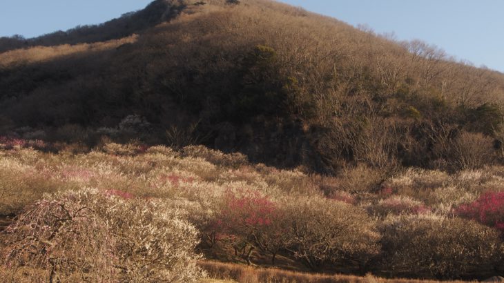 【第211山】幕山624メートル（神奈川県）梅園・震災・歴史の山